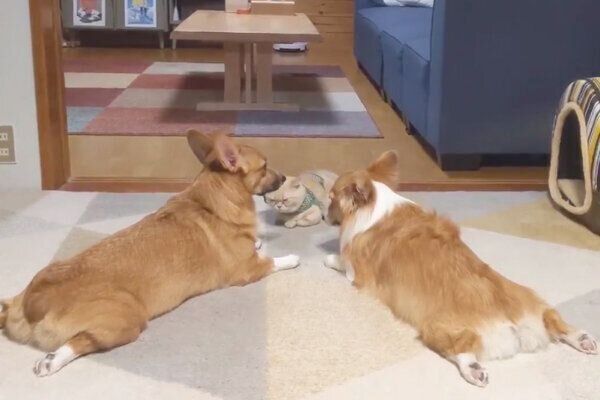 集まるちいくん、むうちゃん、ととろちゃん