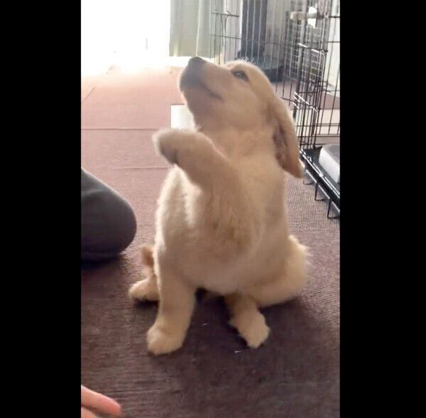 ふにゃふにゃしていて「オテ」「オカワリ」ができないむぎくん