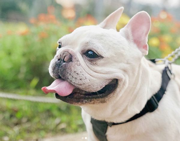 お散歩するフレンチ・ブルドッグ