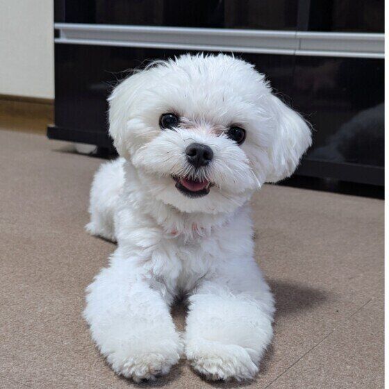 『冬から春に気をつけたい犬の健康管理』 季節の変わり目に多い犬の病気と症状は？ いぬのきもち