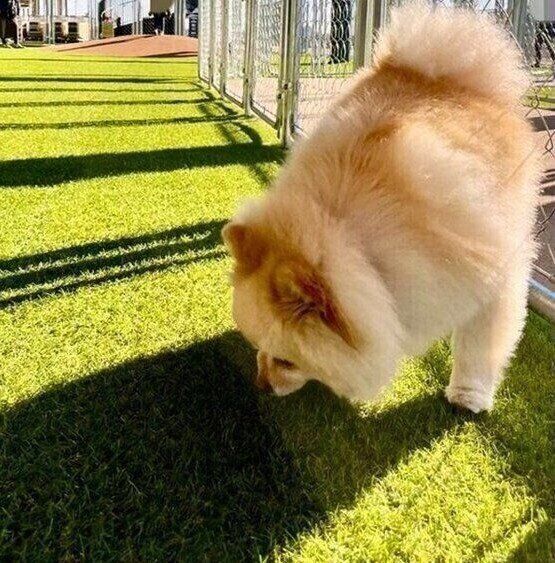 ドッグランで熱心にクン活をする颯太くん