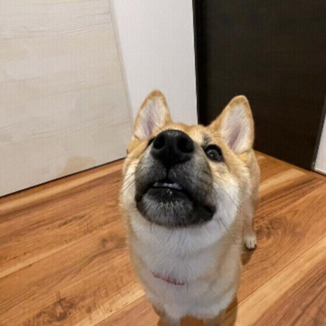 病気のサインかも 犬が吐く前に見せる 行動 危険な吐き方とは いぬのきもちweb Magazine 病気のサインかも 犬が吐く前に見せる 行動 危険な吐き方とは いぬのきもちweb Magazine