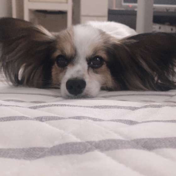 パピヨン・ソラくん・ぺたんこ