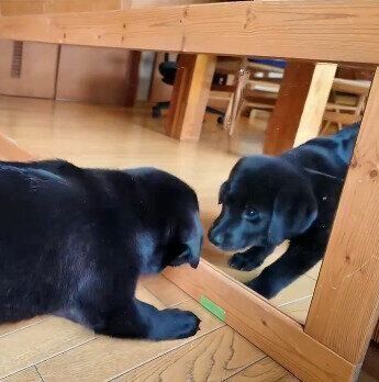 鏡が気になるつきちゃん