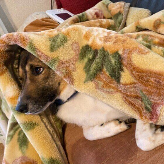 毛布にくるまるウニちゃん