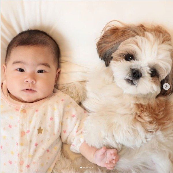 シー・ズーの小梅ちゃんと妹ももちゃんの日常