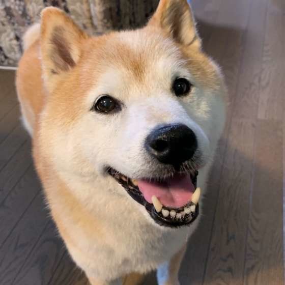 ごはんまだ〜？