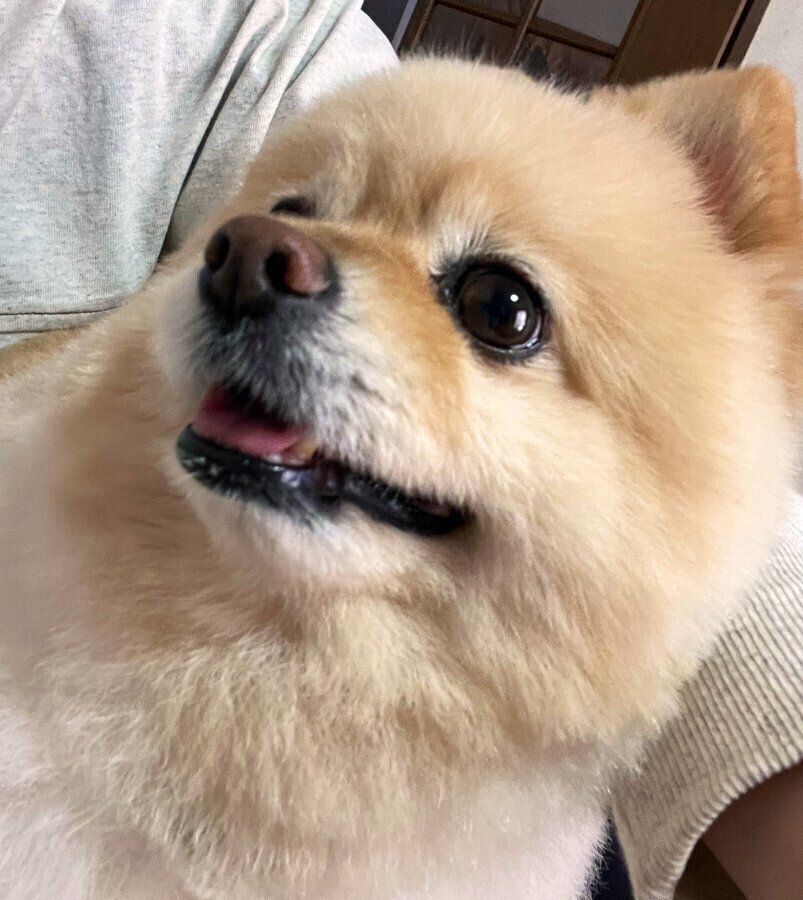 飼い主さんたちの会話を聞いている颯太くん