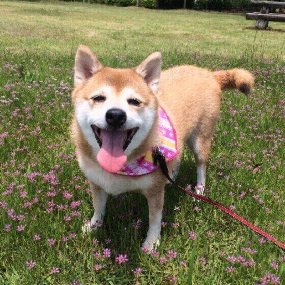 柴のくうちゃん