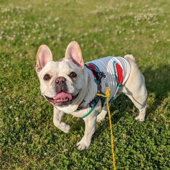 愛犬が熱中症を起こさないように注意！飼い主が気をつけるポイント いぬのきもち