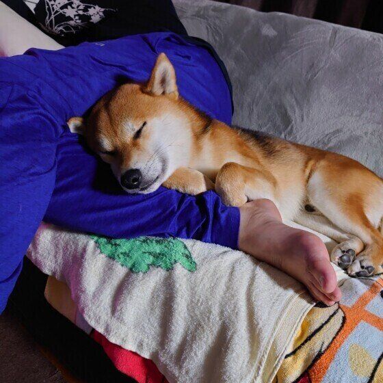 パパの足を枕にして眠る柴のはちくん