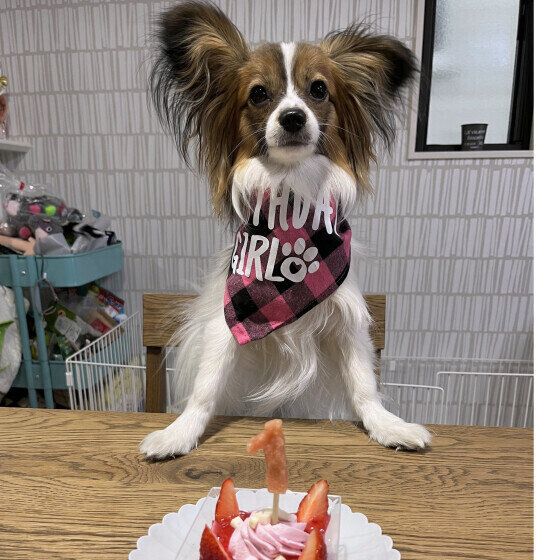 パピヨンのピノちゃん