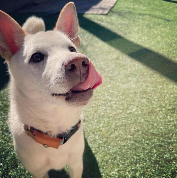 舌をペロッとするチルちゃん