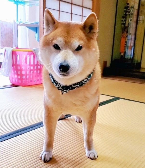 漫画とそっくり…! カメラを見つめるぽんたくん