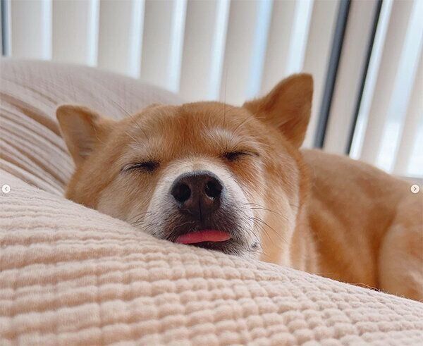 眠るかぶきくん