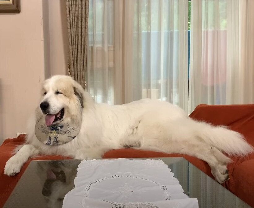 まったりする犬