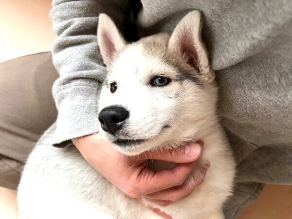 まったりするアシㇼちゃん