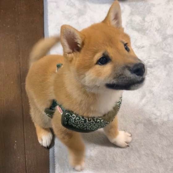 犬の謎行動 うんちをする前に暴れる そのワケとは いぬのきもちweb Magazine