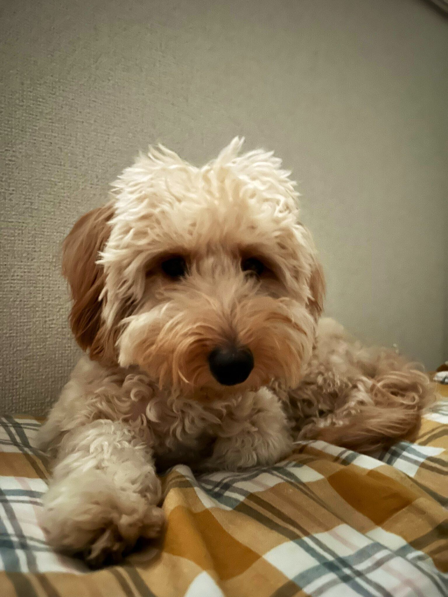 生後10カ月の犬