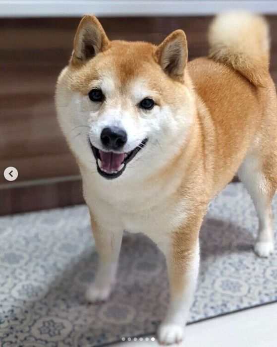 ニコニコの福来くん