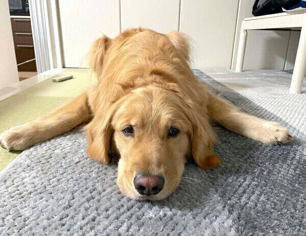 くつろぐ佐助くん