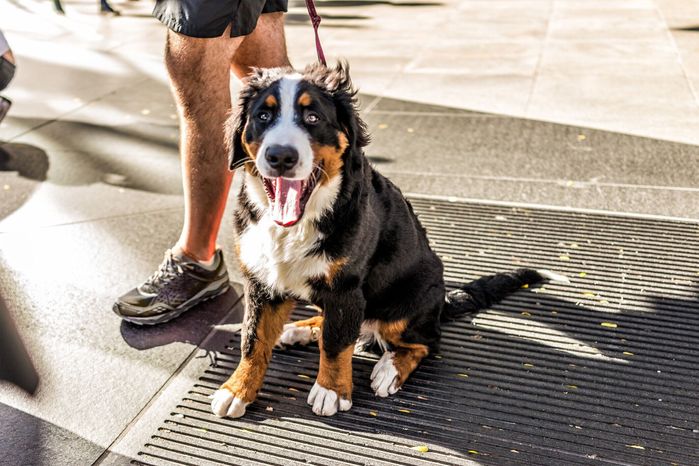 散歩中に座っている犬