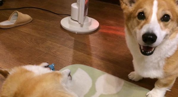 見つめるコーギー