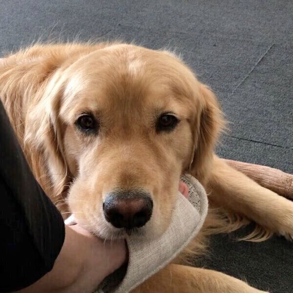 飼い主さんの足にアゴ乗せをする佐助くん