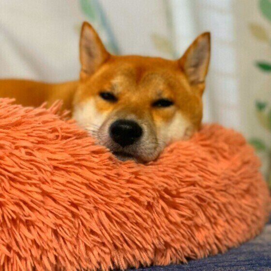 オレンジ色の毛足の長いクッションに顎を載せて薄目を開けている茶色の柴犬