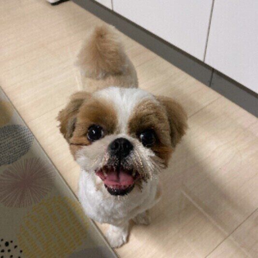 見つめるシー・ズー