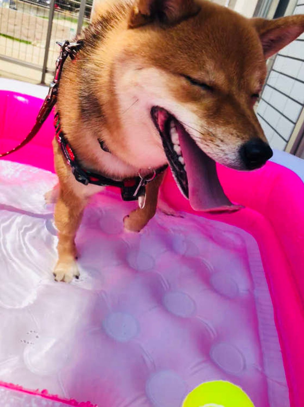 楽しく水遊びするために 画像付き 犬の水遊びの注意点 いぬのきもちweb Magazine 楽しく水遊びするために 画像付き 犬の水遊びの注意点 いぬのきもちweb Magazine