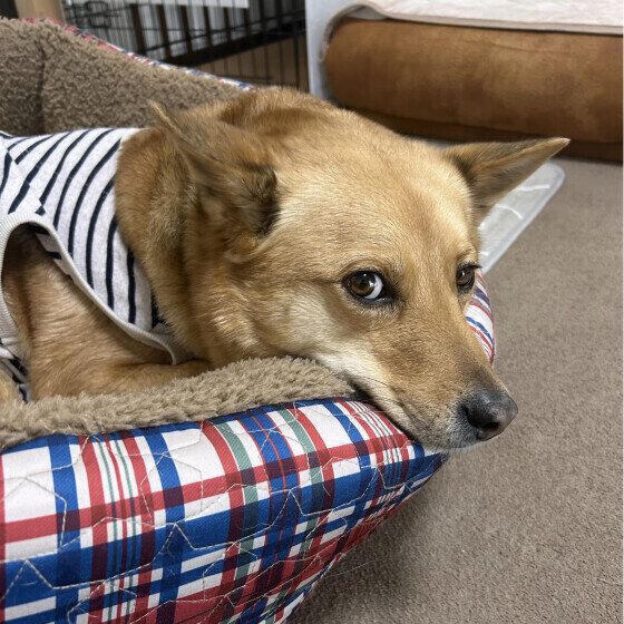 あったかベッドでカメラ目線のワンちゃん