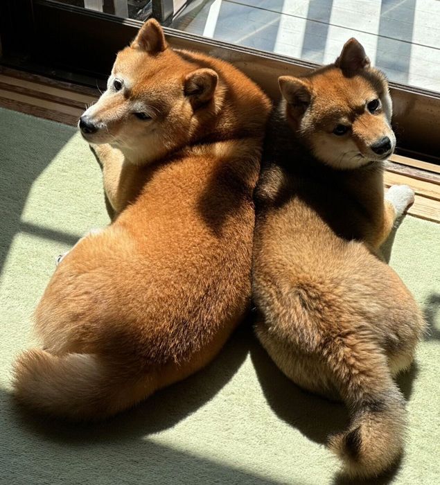 日向ぼっこするなつちゃん、ここちゃん