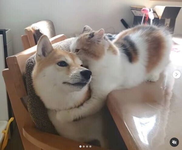 サラちゃんの首元に抱きつくルナちゃん