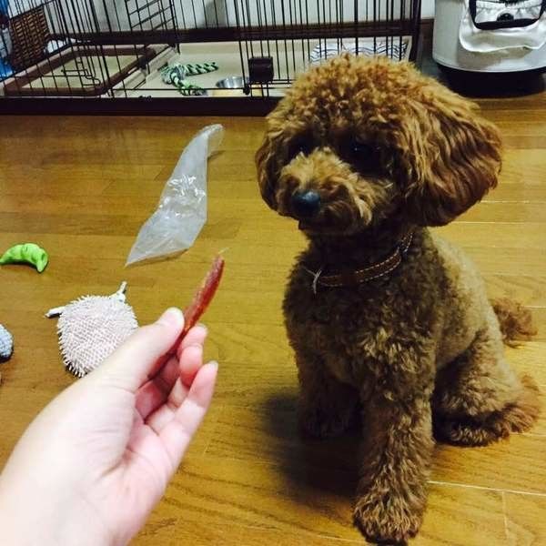 トイ・プードル