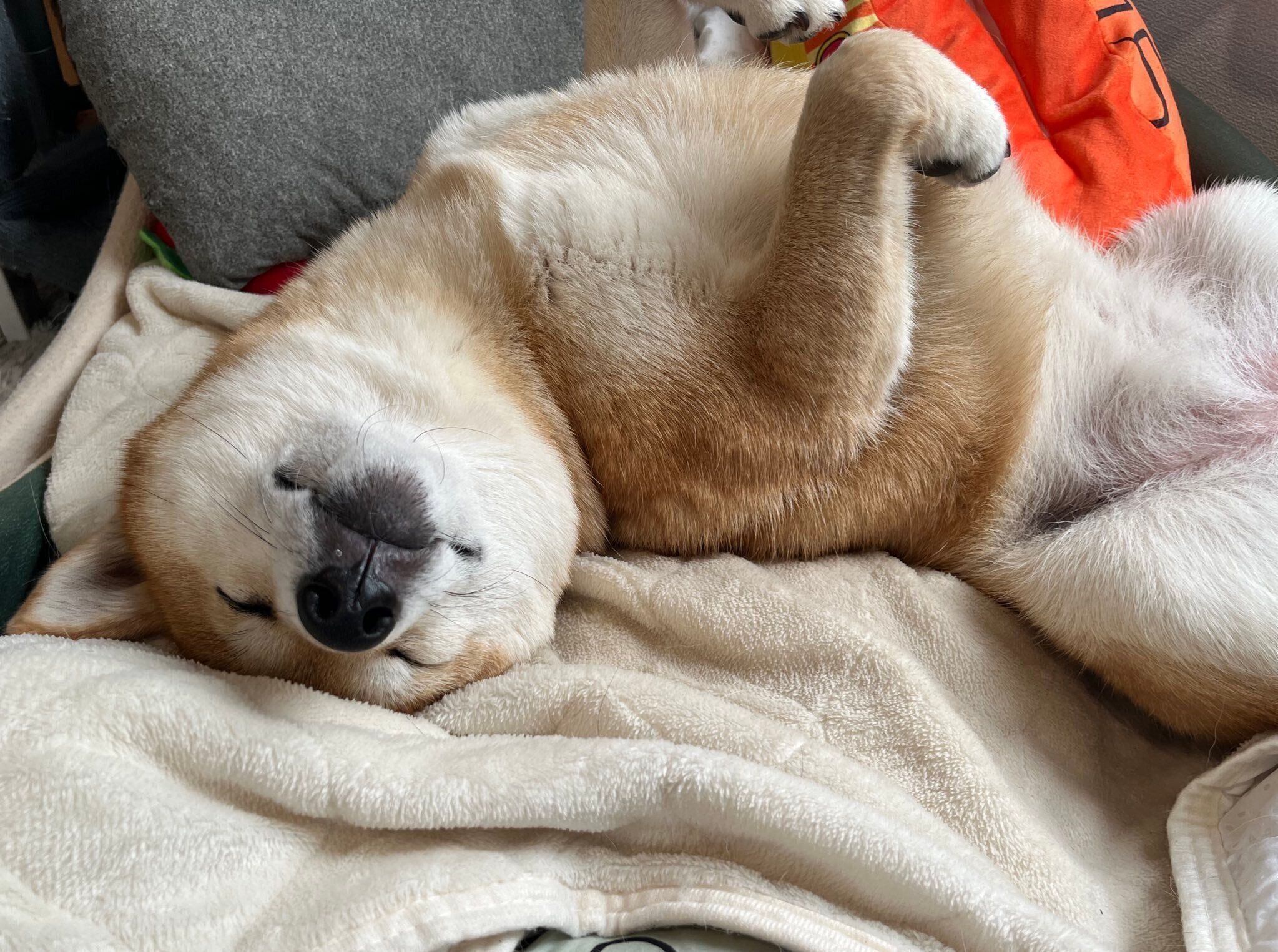 ヘソ天するおとちゃん