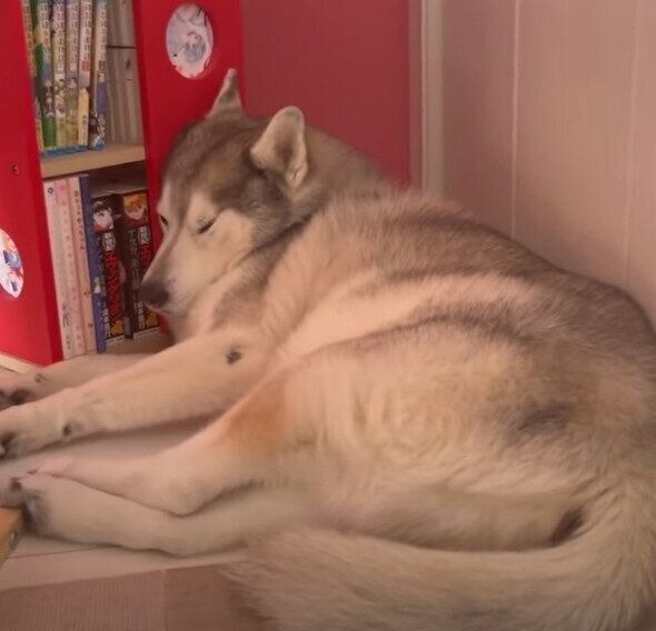 シベリアン・ハスキーの文太くん♡