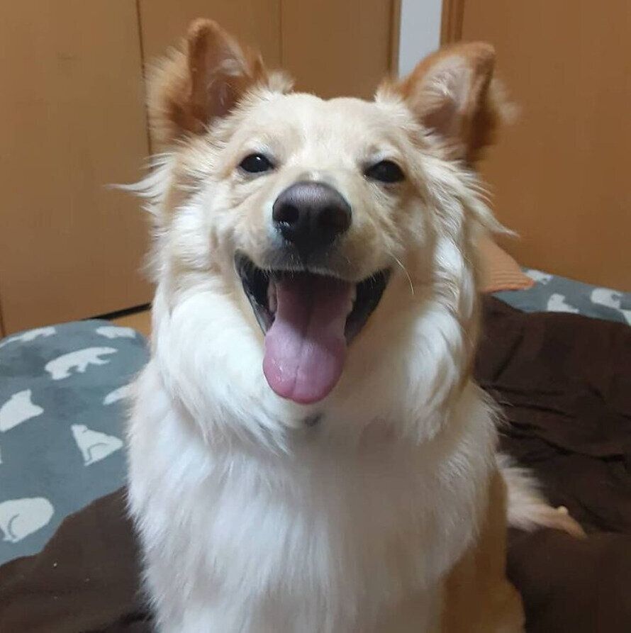 飼い主さんを見て笑顔になる犬