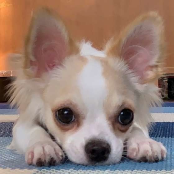 伏せをするチワワ