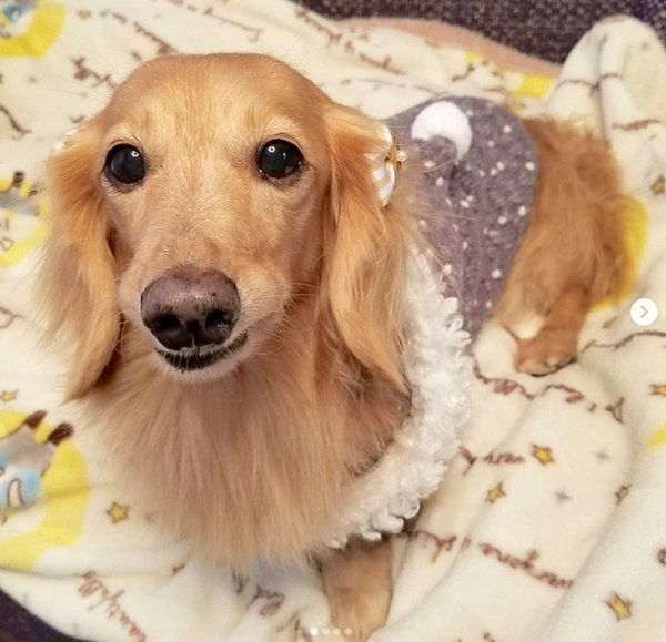 元繁殖犬・伶音ちゃん