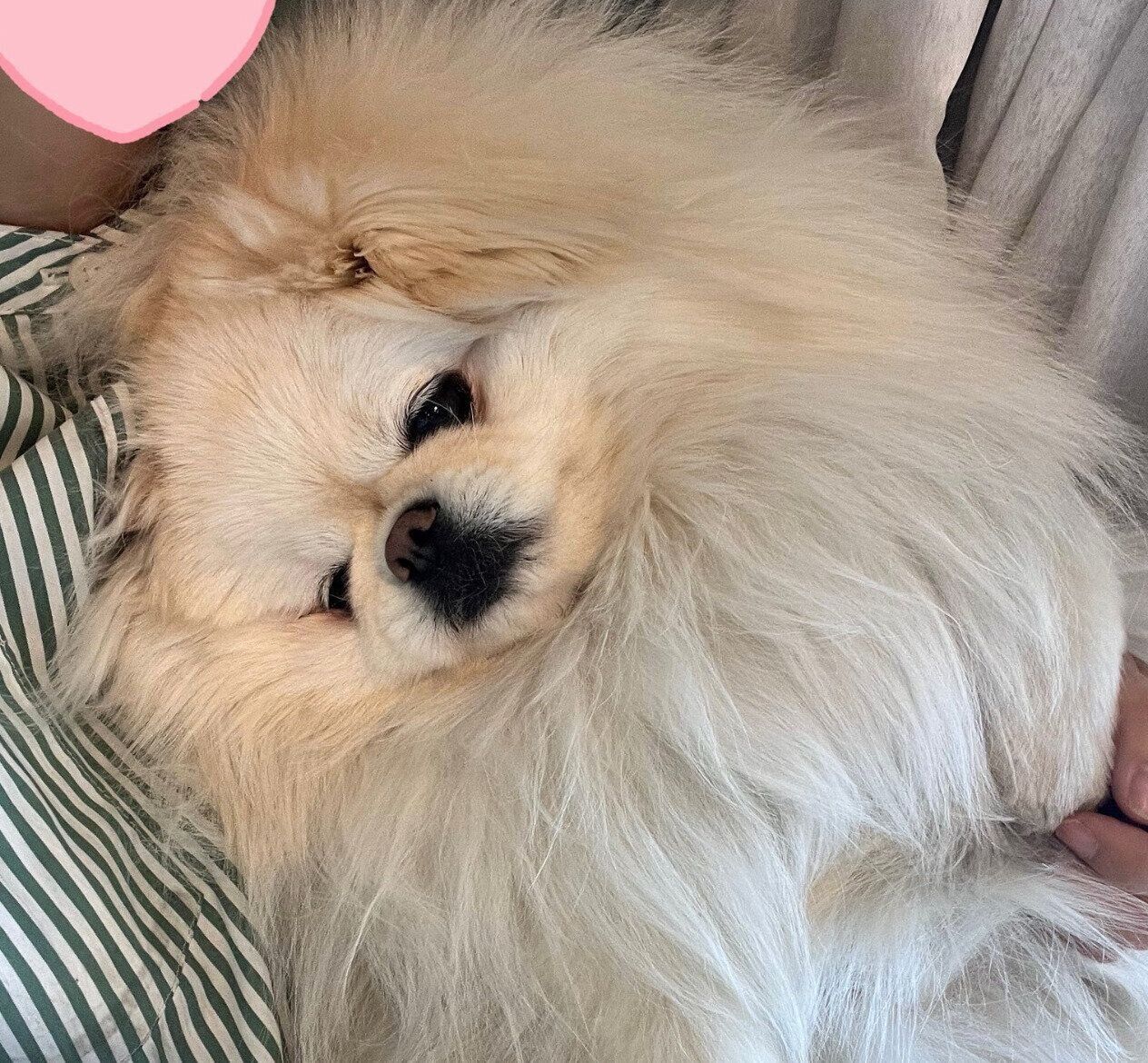 飼い主さんに抱っこされるなんこつちゃん