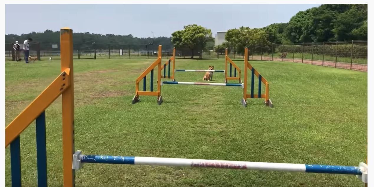 柴犬ゆきちゃん