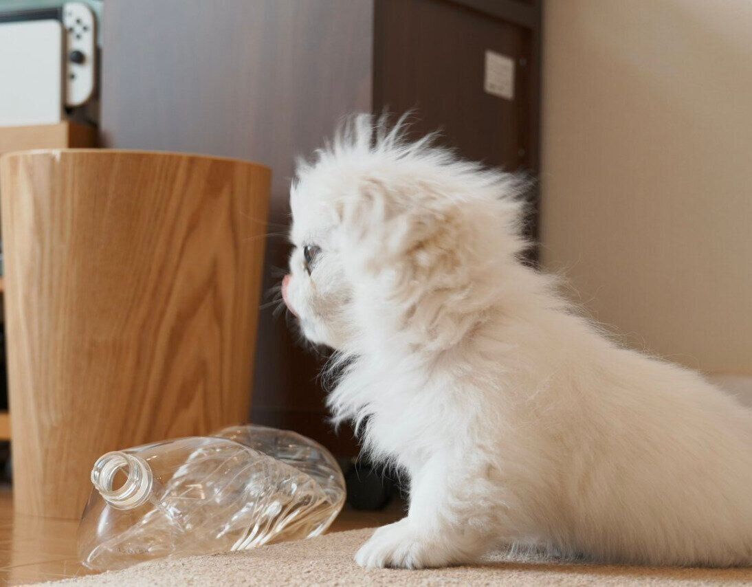 顔が平らで可愛いぬん坊くん