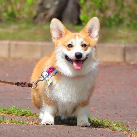 別の日　散歩中のりくくん　ニコニコしていてかわいすぎる