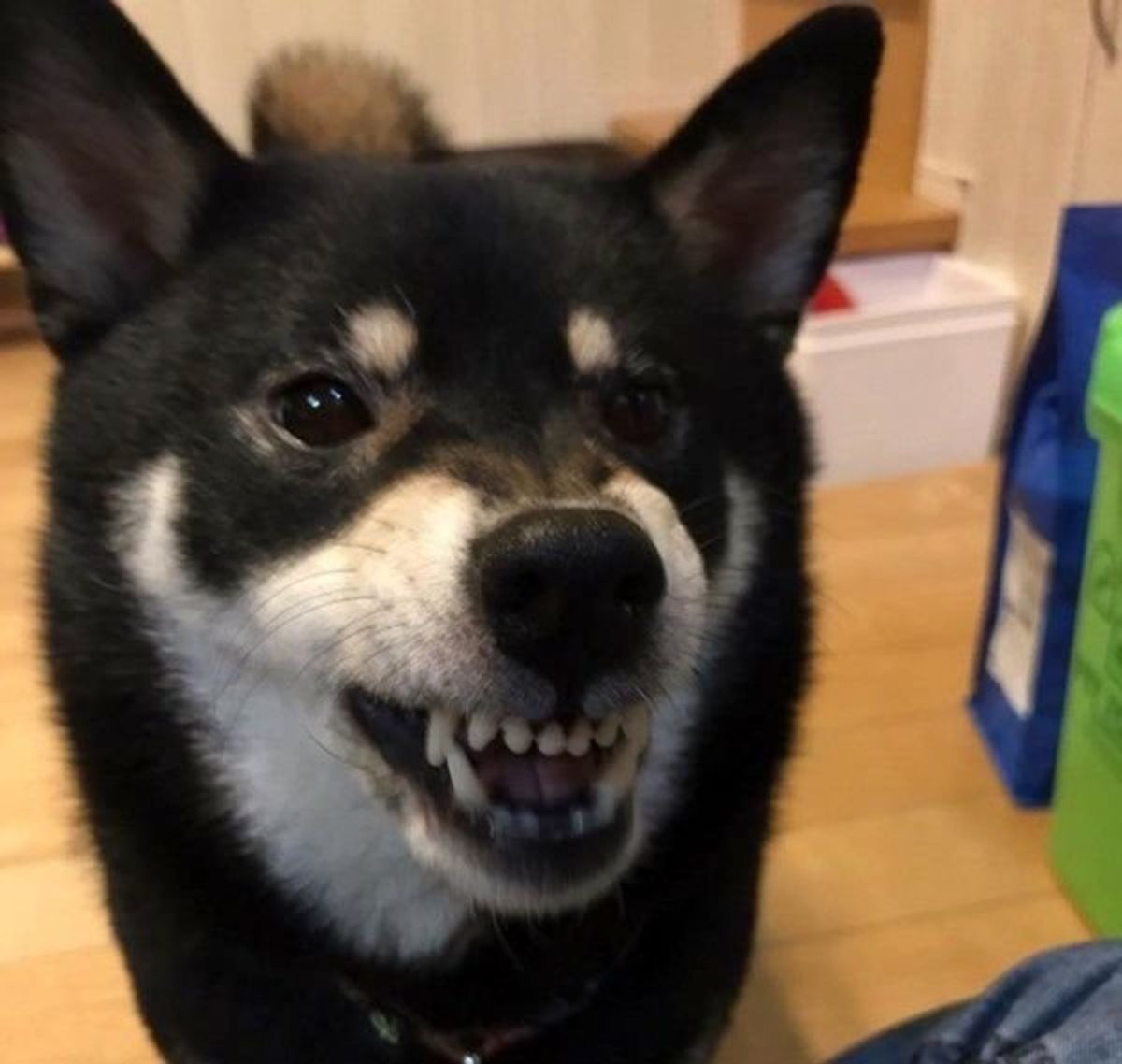 迫力がすごい かわいい黒柴ちゃんが オコ顔 になると いぬのきもちweb Magazine 迫力がすごい かわいい黒柴ちゃんが オコ顔 になると いぬのきもちweb Magazine