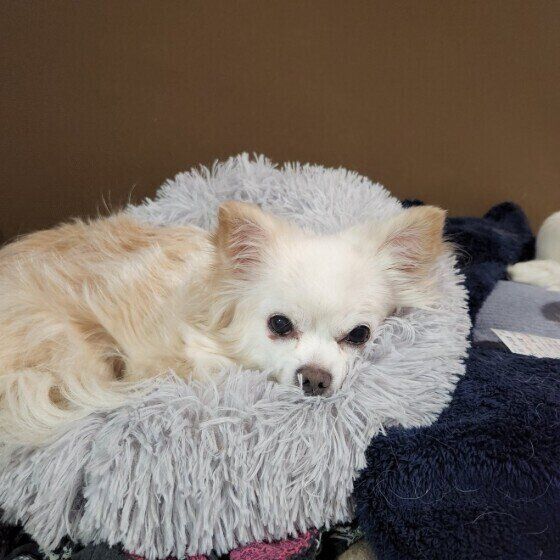 くつろぐチワワ