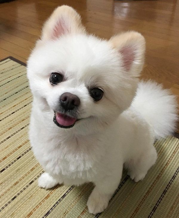 ポメラニアンのくりちゃん