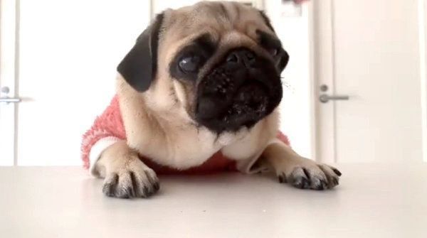 ダイエットするパグ