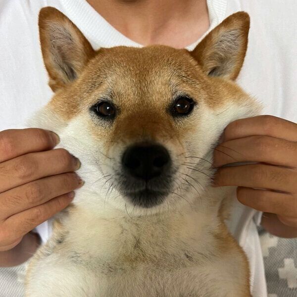 ほっぺがもちもちなあさむらさん