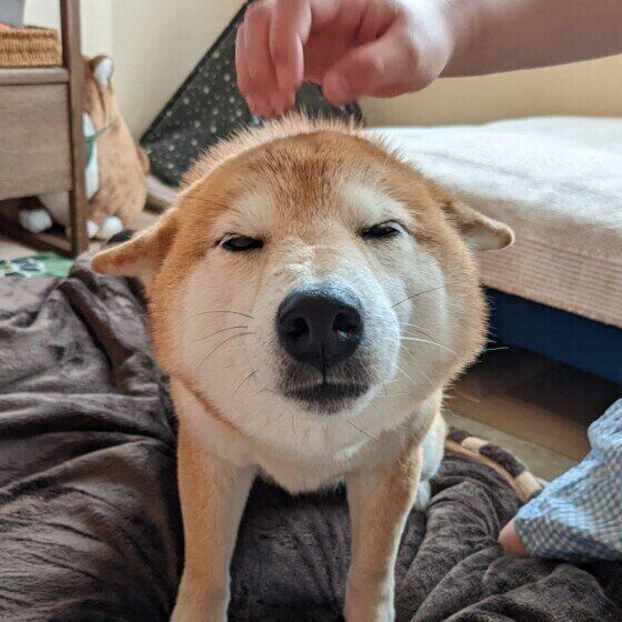 犬が甘えるしぐさとは？ 「甘えさせて♪ 」と催促する行動のヒミツ いぬのきもち